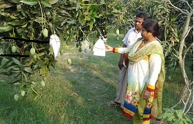 নিরাপদ ও বিষমুক্ত আম উৎপাদনে ব্যাগিং৤