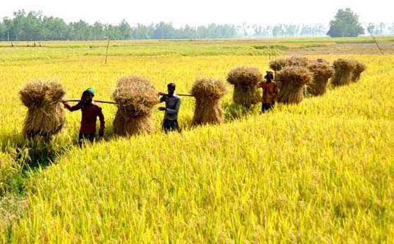 বোরো ধান চাষে কৃষক ভাইদের করণীয়