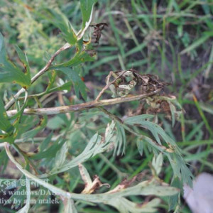 গাজরের পাতা পোড়া রোগ