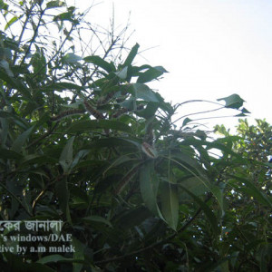 আমের শুয়া পোকা