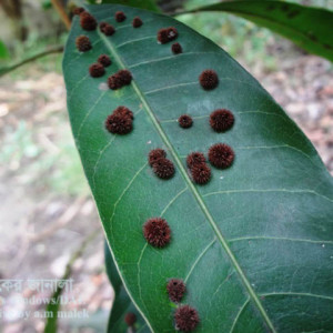 আমের গলমাছি