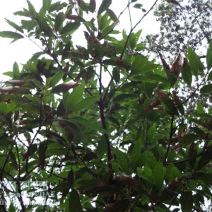 আমের পাতা পোড়া রোগ