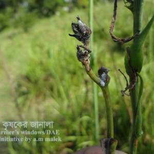 রজনীগন্ধার মিলিবাগ