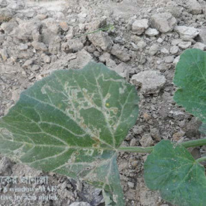 মিষ্টি কুমড়ার পাতা সুড়ঙ্গকারী পোকা