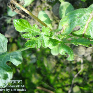 তরমুজের গামি স্টেম ব্লাইট রোগ