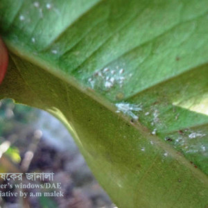 লেবুর মিলিবাগ বা ছাতরা পোকা