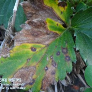 স্ট্রবেরি পাতার ব্লাইট রোগ